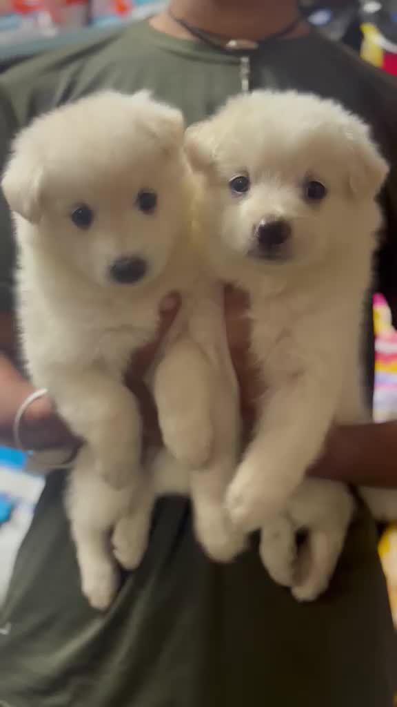 Pomeranian Puppy, farm video