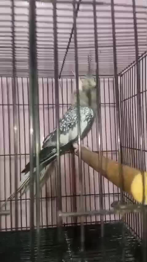 Cockatiel, farm video