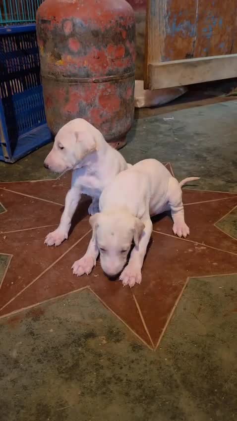 Mudhol Hound Puppy, farm video