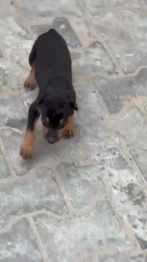 Doberman Pinscher Puppy, farm video