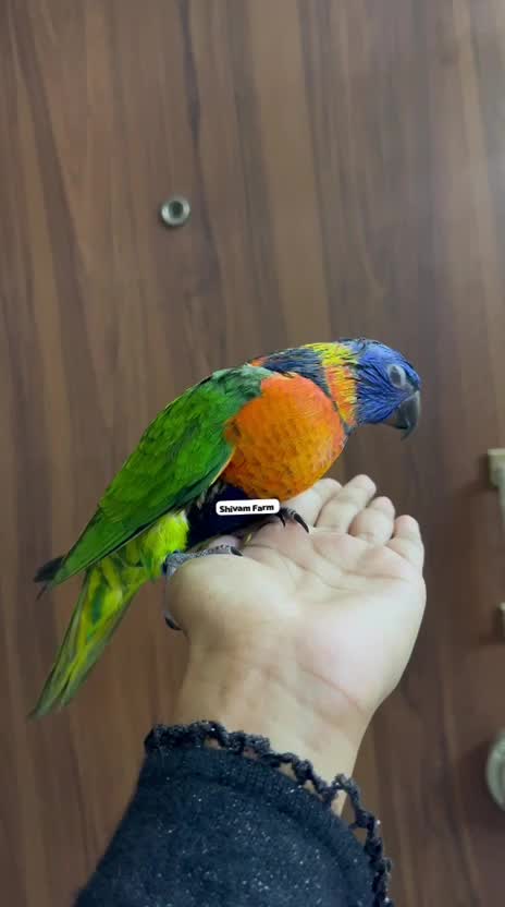 Chattering Lorikeet, farm video