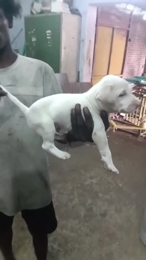 Rajapalayam Puppy, farm video