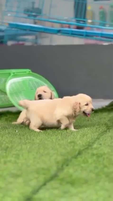 Beagle Black & Tan Puppy, farm video