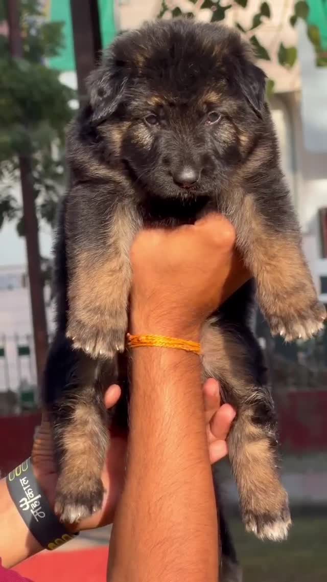 German Shepherd Puppy, farm video