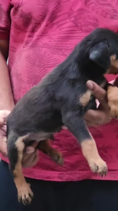 Doberman Pinscher Puppy, farm video