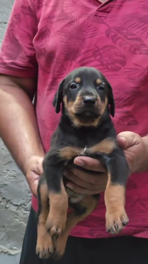Doberman Pinscher Puppy, farm video