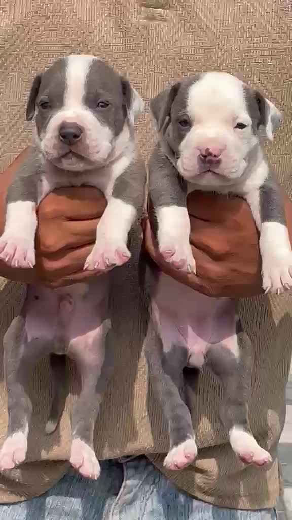 American Bully Pocket Size Puppy, farm video