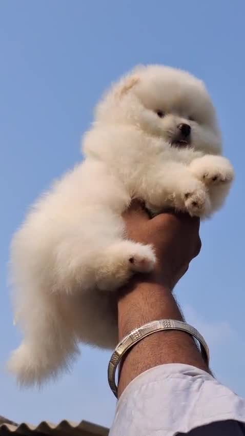 Orignal Toy Pom Puppy | Teacup Pom, farm video