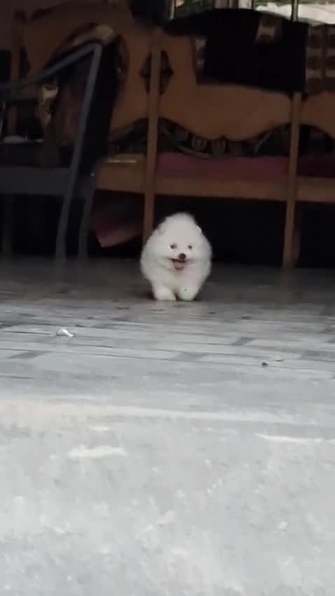 Orignal Toy Pom Puppy | Teacup Pom, farm video