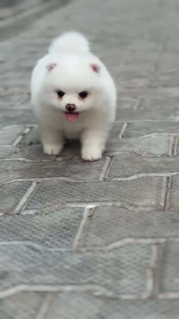 Orignal Toy Pom Puppy | Teacup Pom, farm video