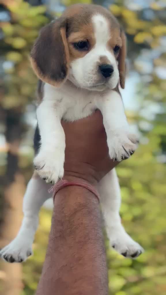Beagle Black & Tan Puppy, farm video