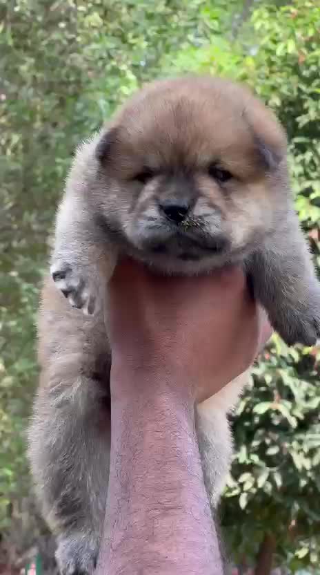 Chow Chow Puppies, farm video
