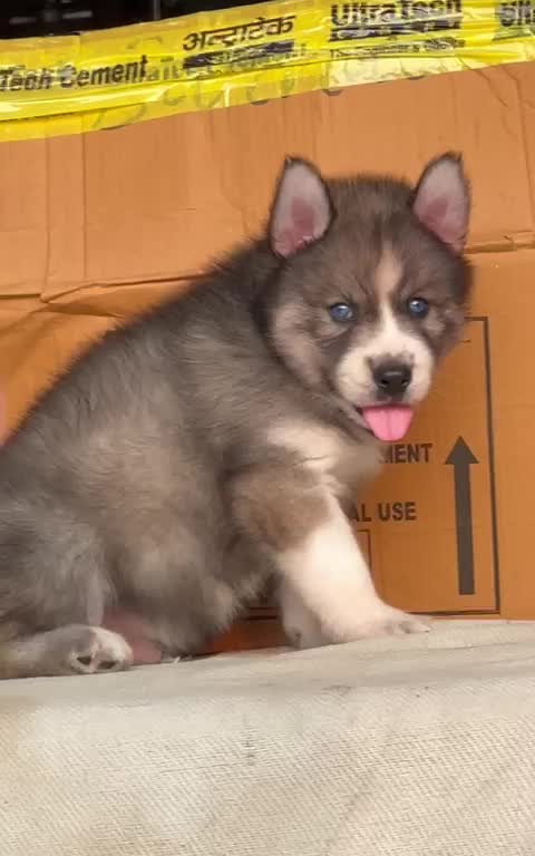 Siberian Husky Puppy | White Color, farm video