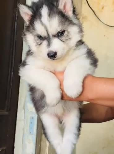 Siberian Husky Puppy | White Color, farm video