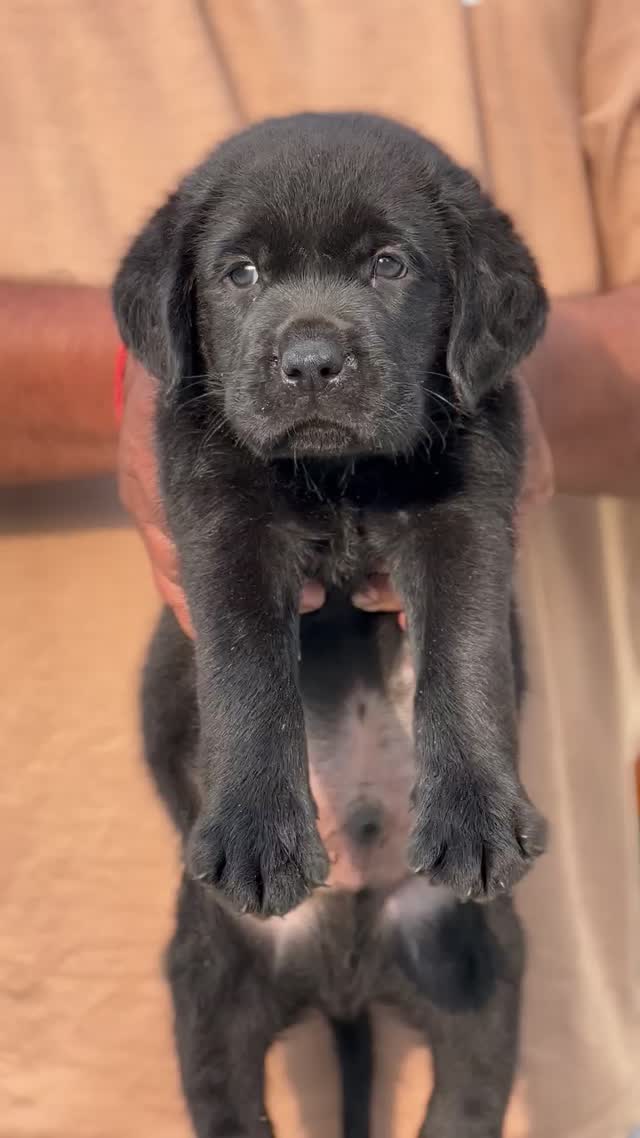 Beagle Black & Tan Puppy, farm video