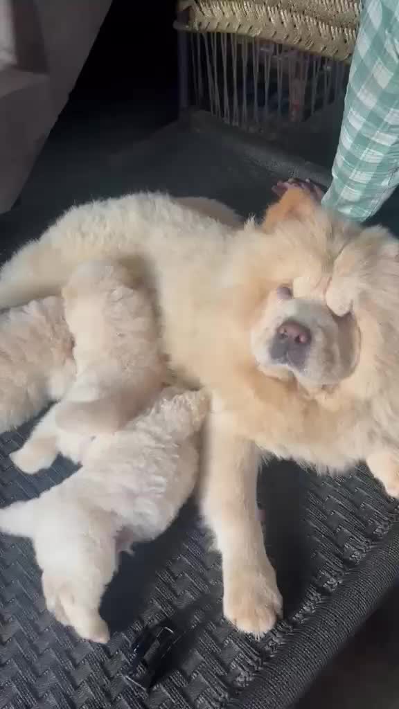 Chow Chow Puppies, farm video