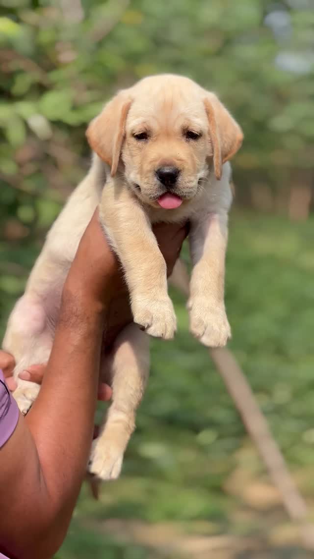Beagle Black & Tan Puppy, farm video
