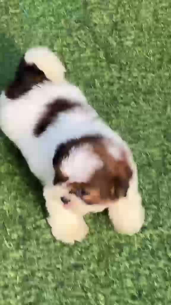 Shih Tzu | Black Color, farm video
