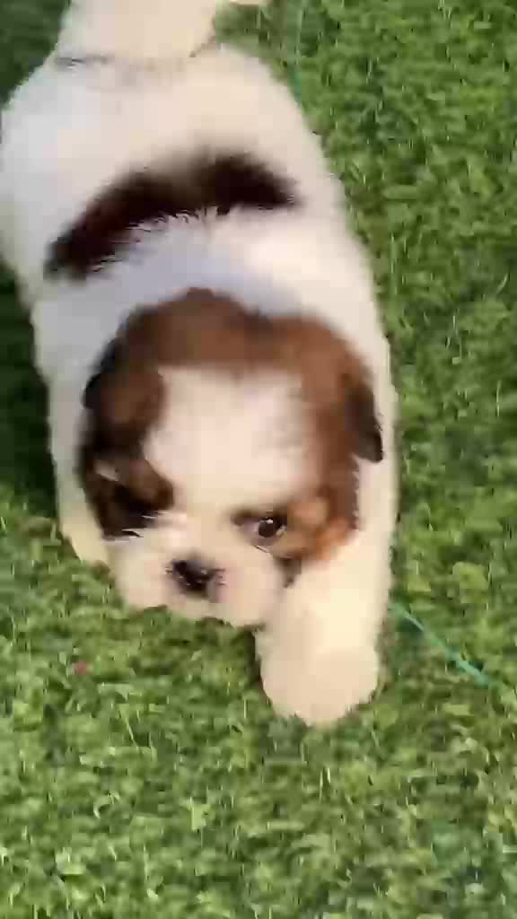 Shih Tzu | Black Color, farm video