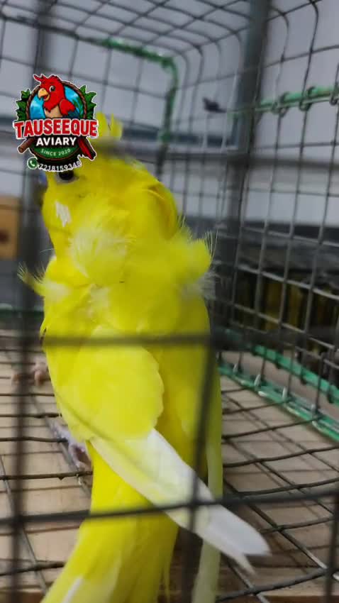 Homer Pigeon, farm video