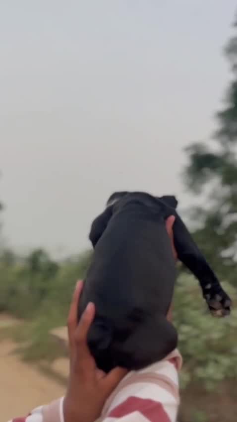 American Bully Pocket Size Puppy, farm video