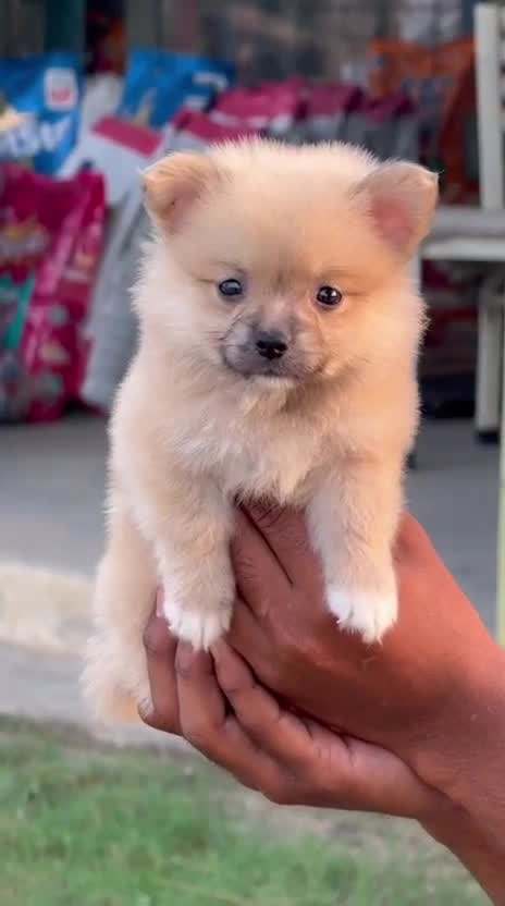 Pomeranian Puppy, farm video