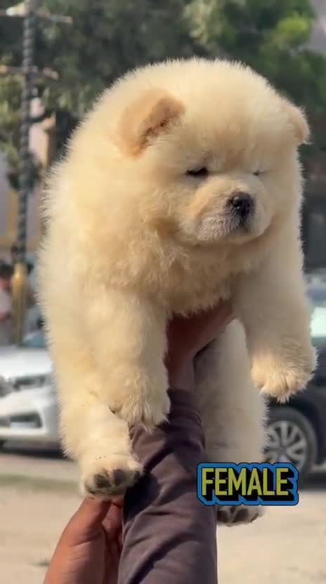 Chow Chow Puppies, farm video