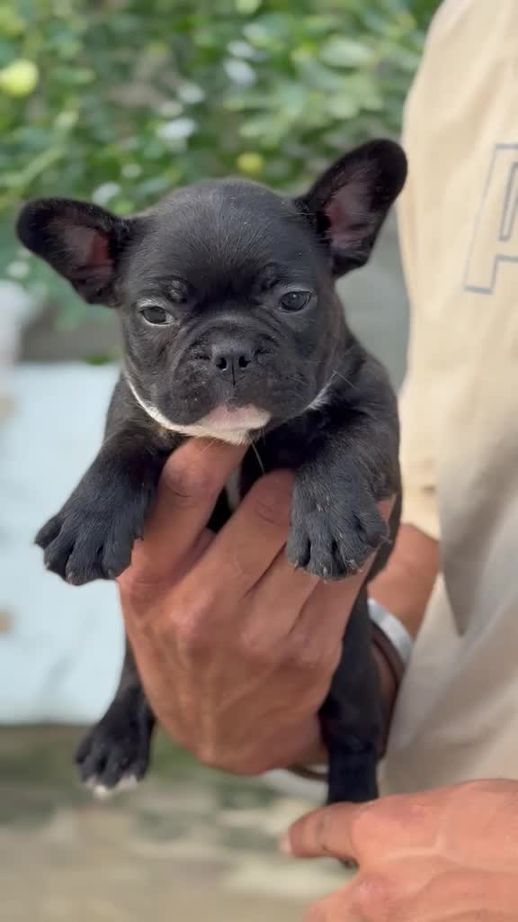 English Bull Dog Puppy, farm video