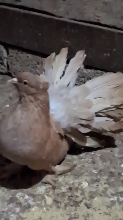 Homer Pigeon, farm video