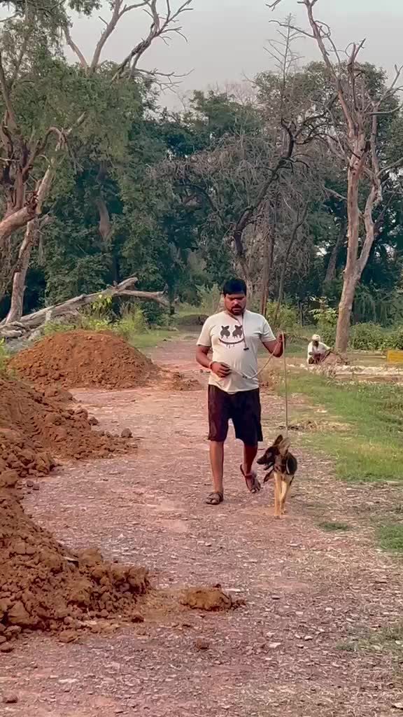 German Shepherd Puppy, farm video