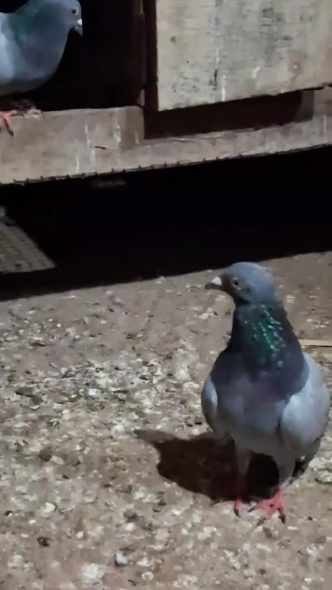 Homer Pigeon, farm video