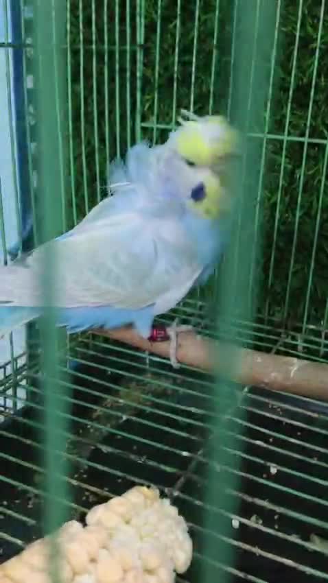 Budgies, farm video
