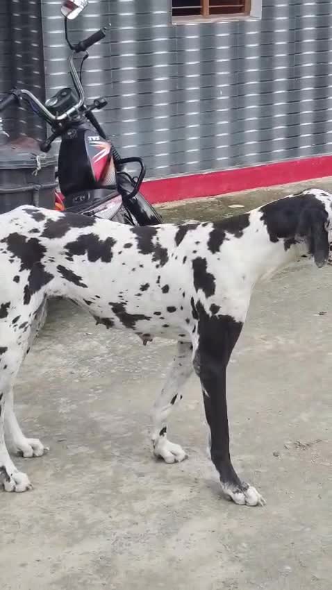 Great Dane Puppy, farm video