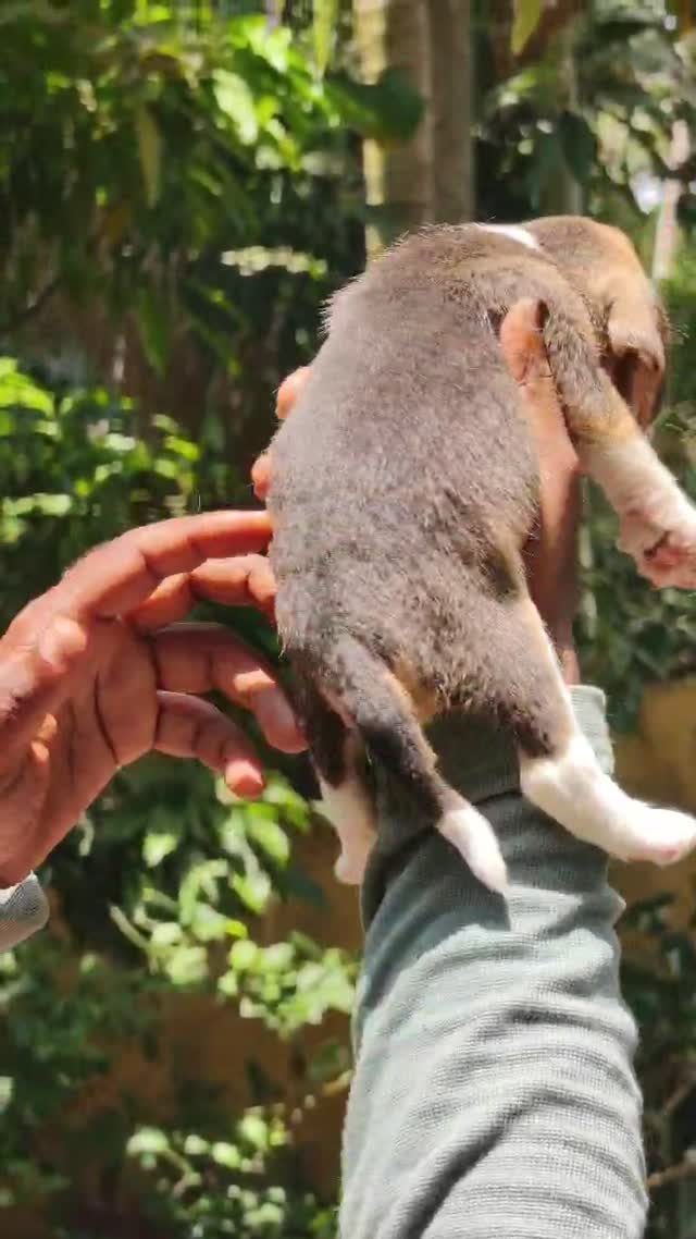 Beagle Black & Tan Puppy, farm video