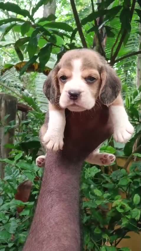 Beagle Black & Tan Puppy, farm video