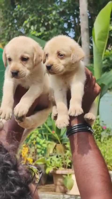 Beagle Black & Tan Puppy, farm video