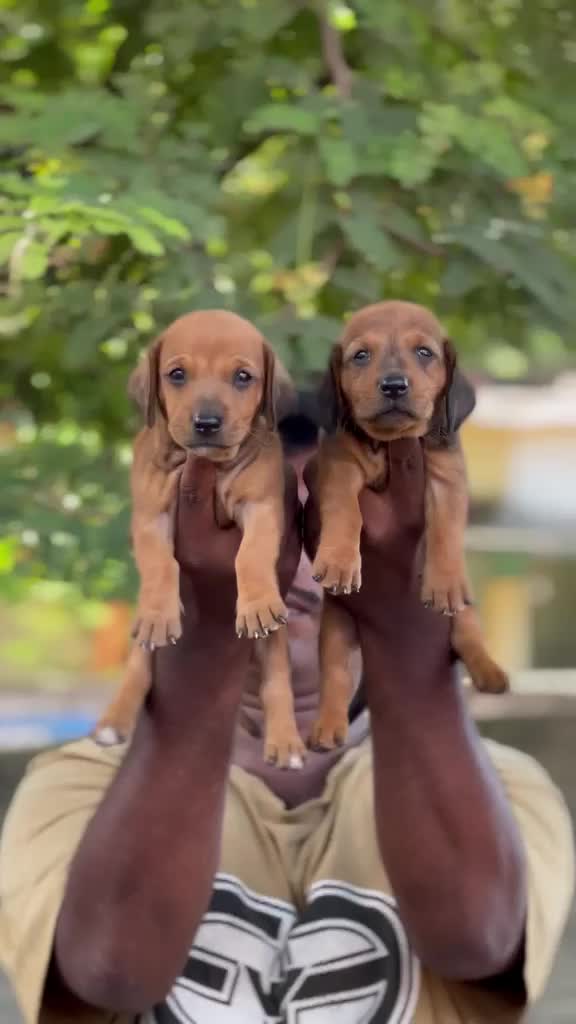 Dachshund Puppy, farm video