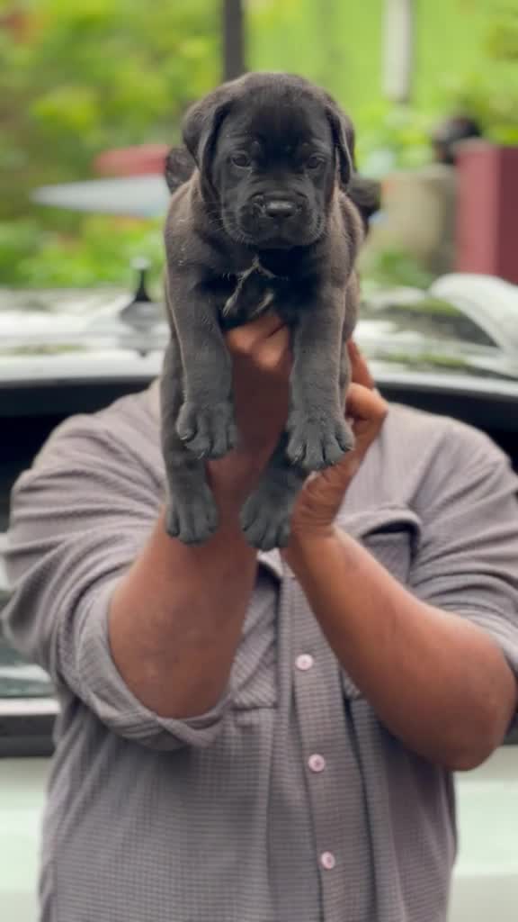 Cane Corso Puppy, farm video