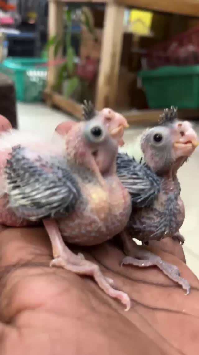 Cockatiel, farm video