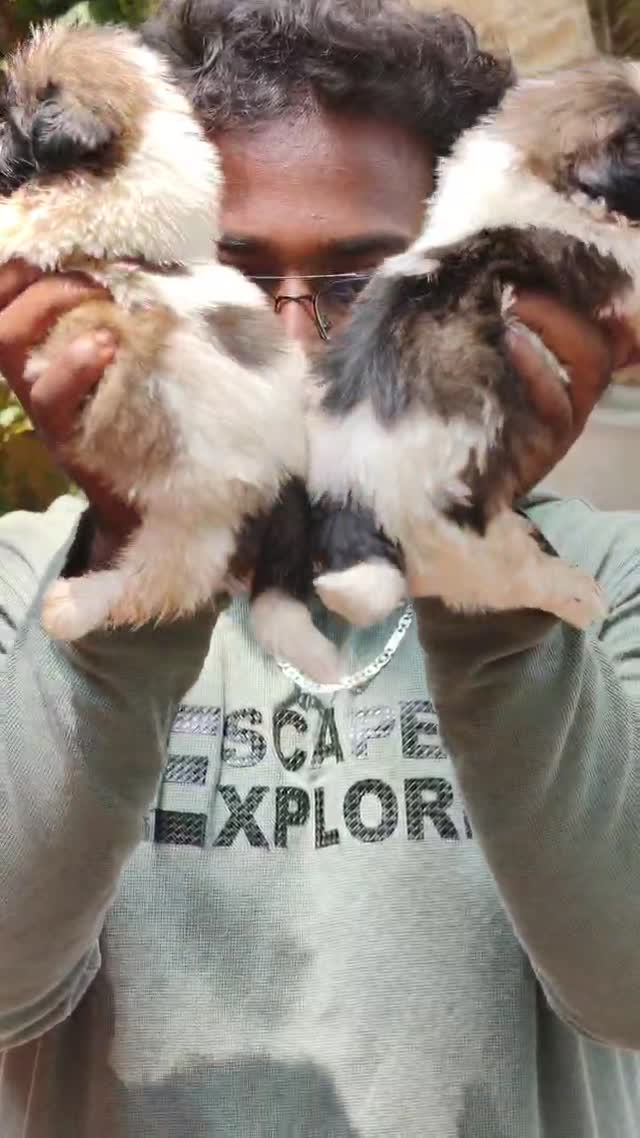 Shih Tzu | Black Color, farm video