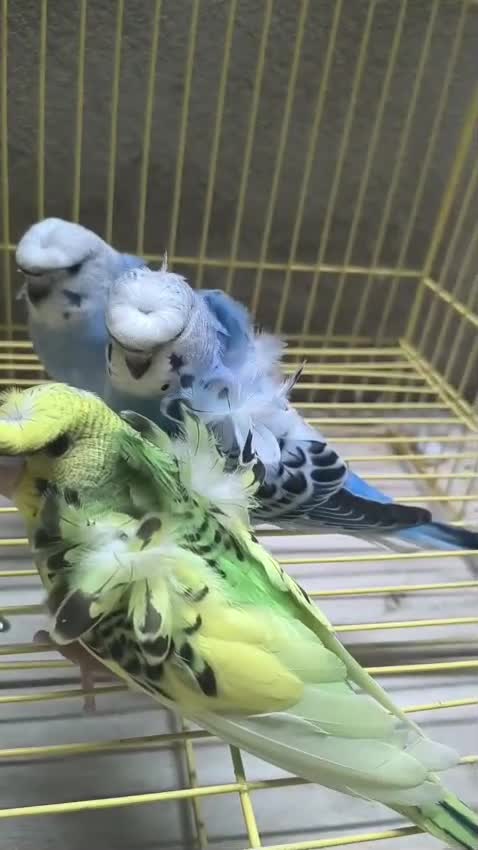 Hogoromo Budgies, farm video