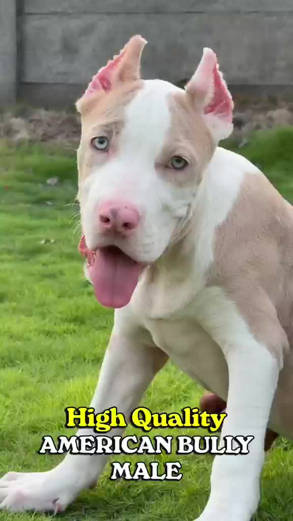 American Bully Pocket Size Puppy, farm video