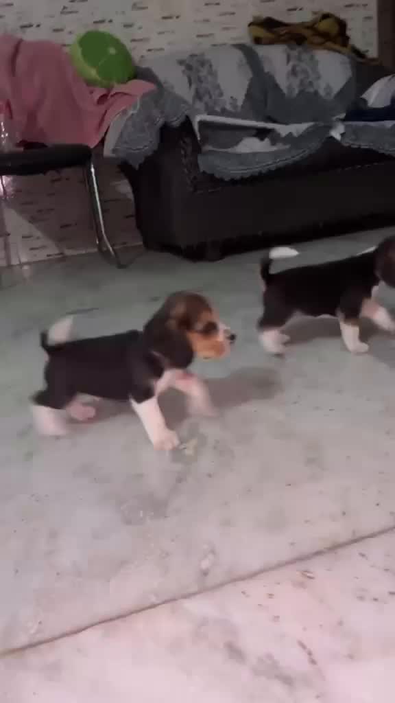 Beagle Black & Tan Puppy, farm video