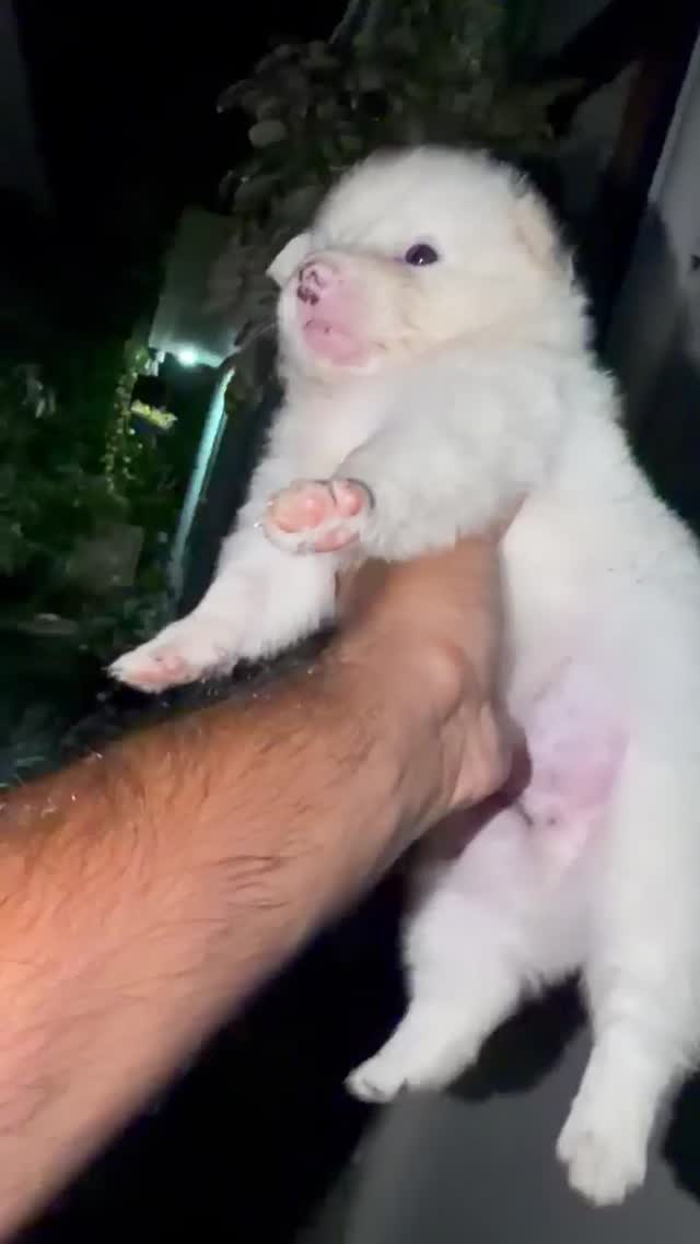 German Shepherd Puppy, farm video