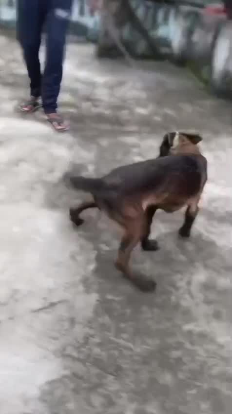 Belgian Malinois Puppy, farm video