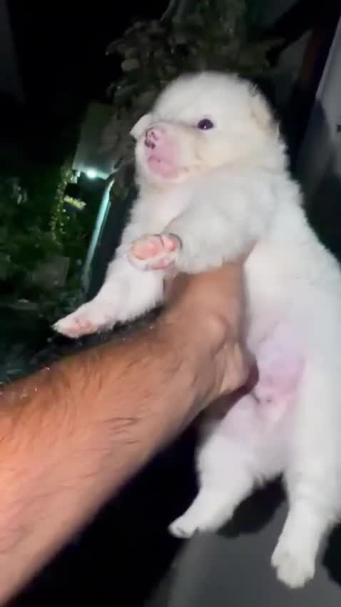 Culture Pom Puppy, farm video