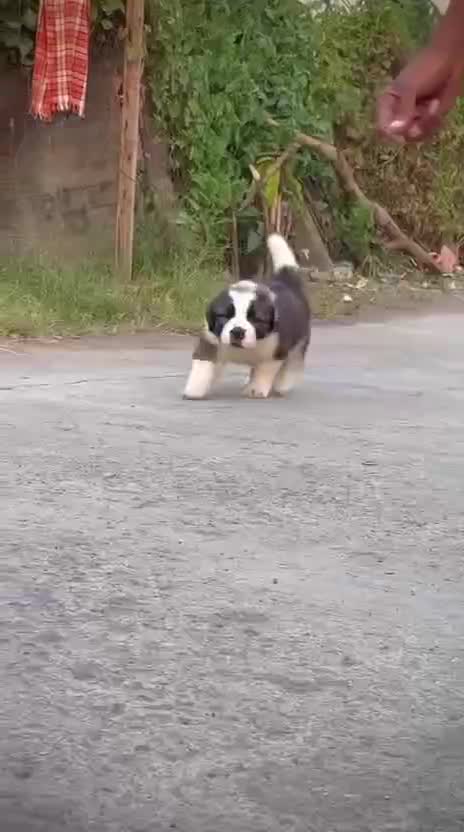 Saint Bernard Puppy, farm video