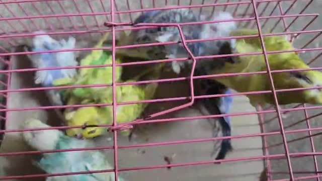 Hogoromo Budgies, farm video