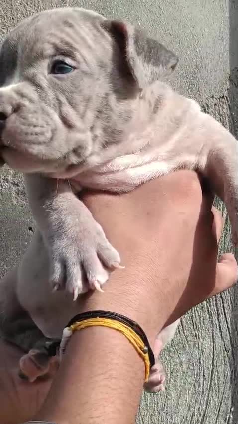 American Bully Pocket Size Puppy, farm video