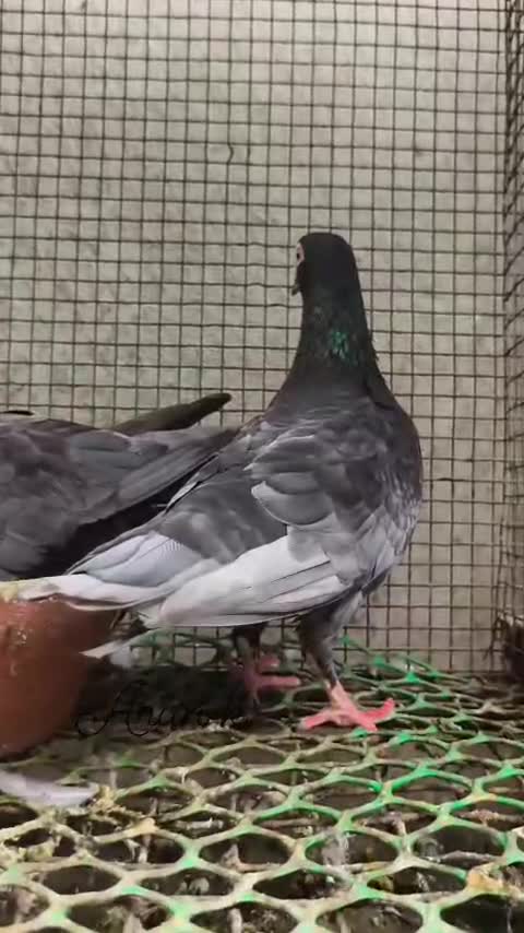 Homer Pigeon, farm video